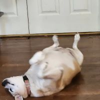Central Kentucky Veterinary Center ico