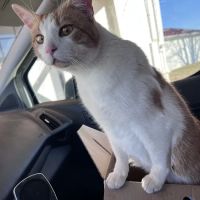 Paris Veterinary Clinic, PLC ico