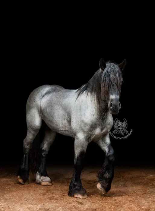 Park Equine Hospital 7