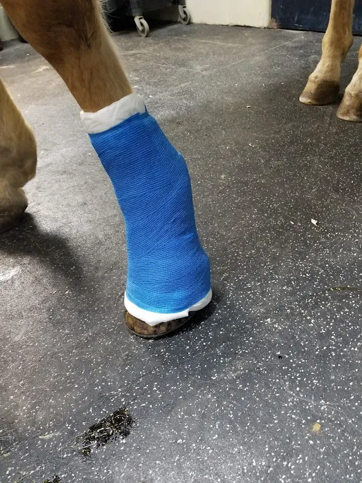 Park Equine Hospital 4