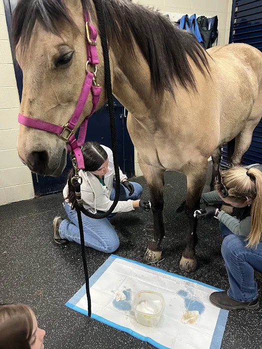Park Equine Hospital 1
