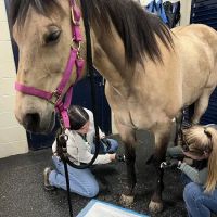 Park Equine Hospital ico
