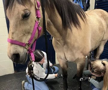 Park Equine Hospital