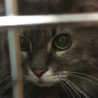 Banfield Pet Hospital ico