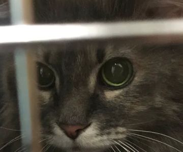 Banfield Pet Hospital