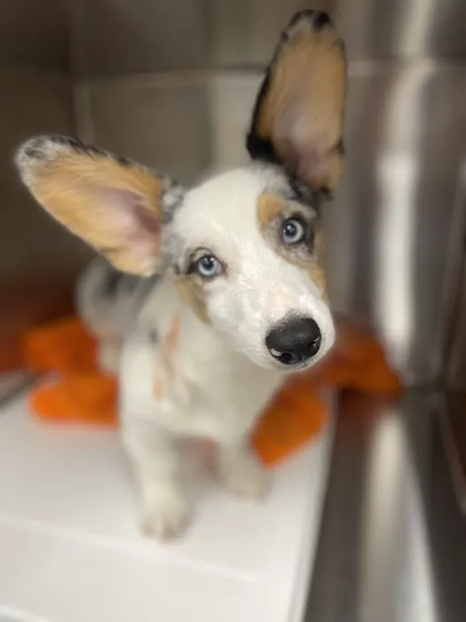 Banfield Pet Hospital 9