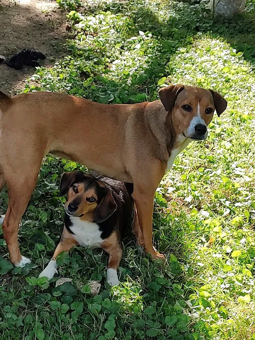Stony Brook Animal Hospital 7