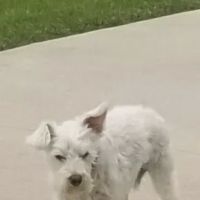 Stony Brook Animal Hospital ico