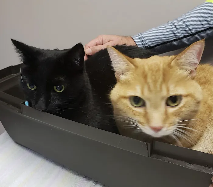 Animal Doctors 9
