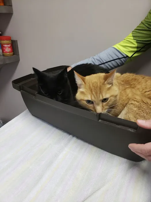 Animal Doctors 4
