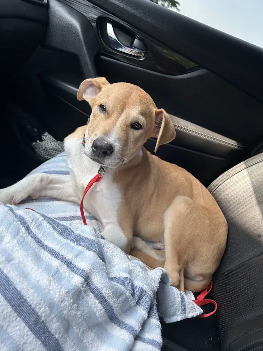 Hurstbourne Animal Hospital 9