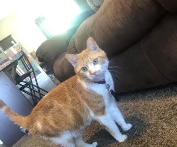 Hurstbourne Animal Hospital