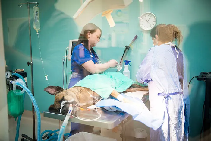 Hurstbourne Animal Hospital 2