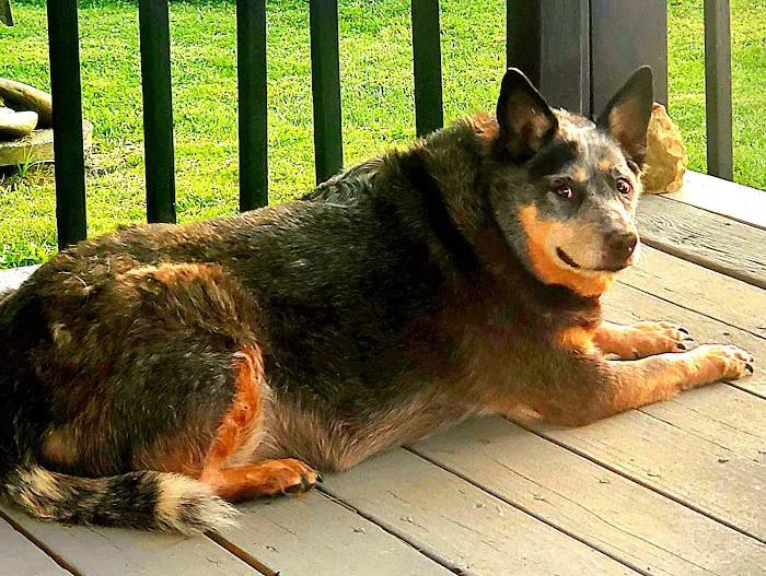 Mt. Orab Veterinary Clinc 1