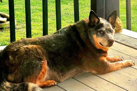 Mt. Orab Veterinary Clinc