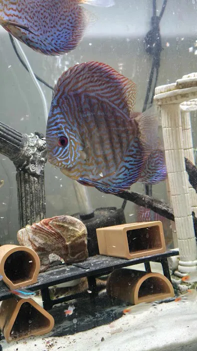 Something Fishy 1