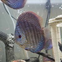 Something Fishy ico