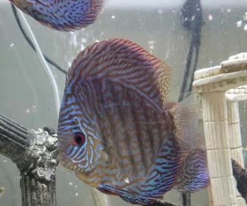 Something Fishy