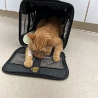 Acre Hill Veterinary Clinic ico