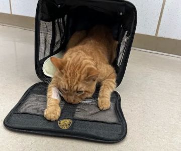 Acre Hill Veterinary Clinic