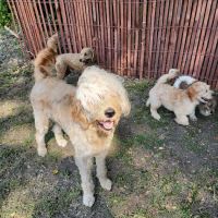Paxton Veterinary Clinic P C ico