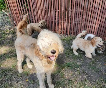 Paxton Veterinary Clinic P C