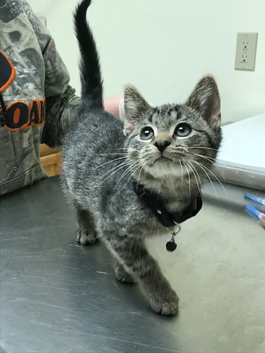 Animal Clinic of Paxton 4