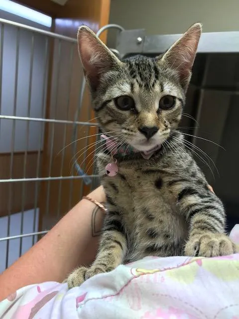 Animal Clinic of Paxton 3