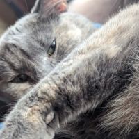 Animal Wellness Center of Pontiac ico