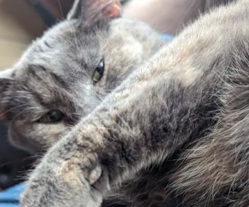 Animal Wellness Center of Pontiac