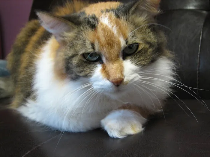 Chenoa Veterinary Clinic 7