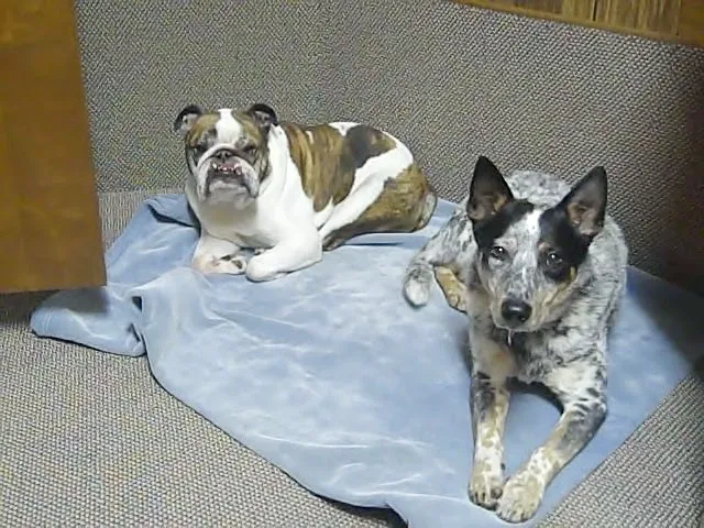 Chenoa Veterinary Clinic 1