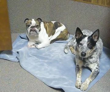 Chenoa Veterinary Clinic