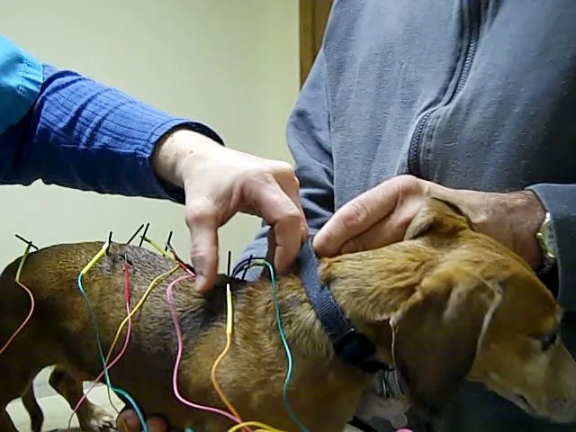 Chenoa Veterinary Clinic 4