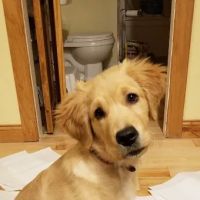 Animal Wellness On Wheels LLC ico