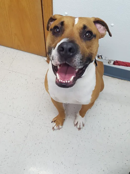 Four Paws Veterinary Clinic, SC 6