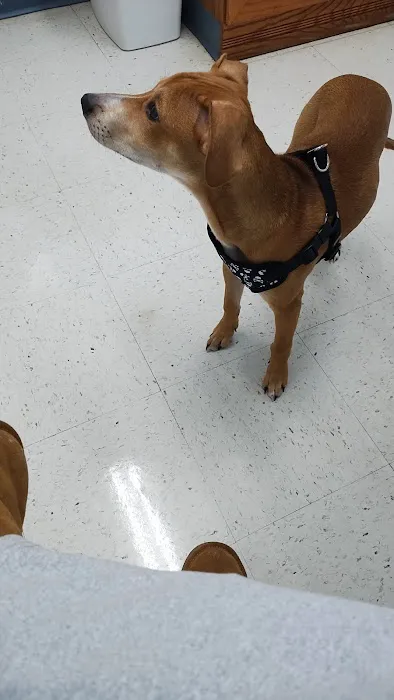 Four Paws Veterinary Clinic, SC 2