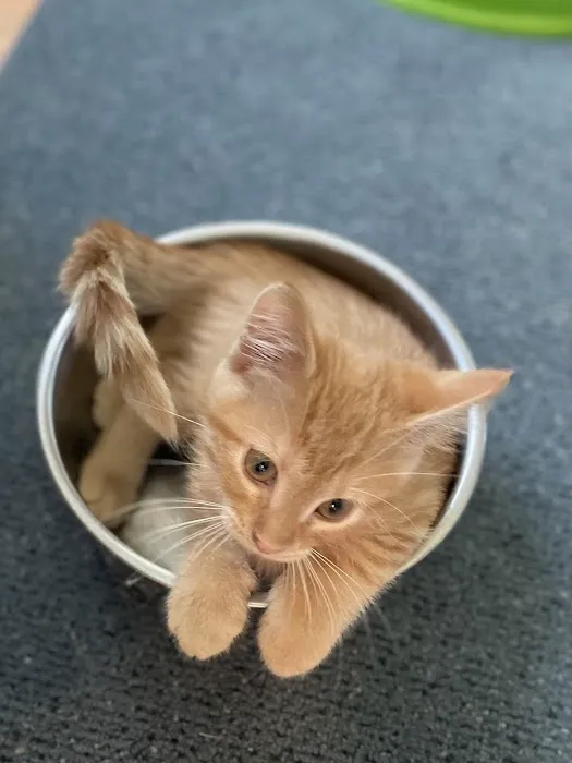 Four Paws Veterinary Clinic, SC 9