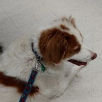 Four Paws Veterinary Clinic, SC ico