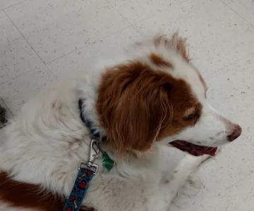 Four Paws Veterinary Clinic, SC