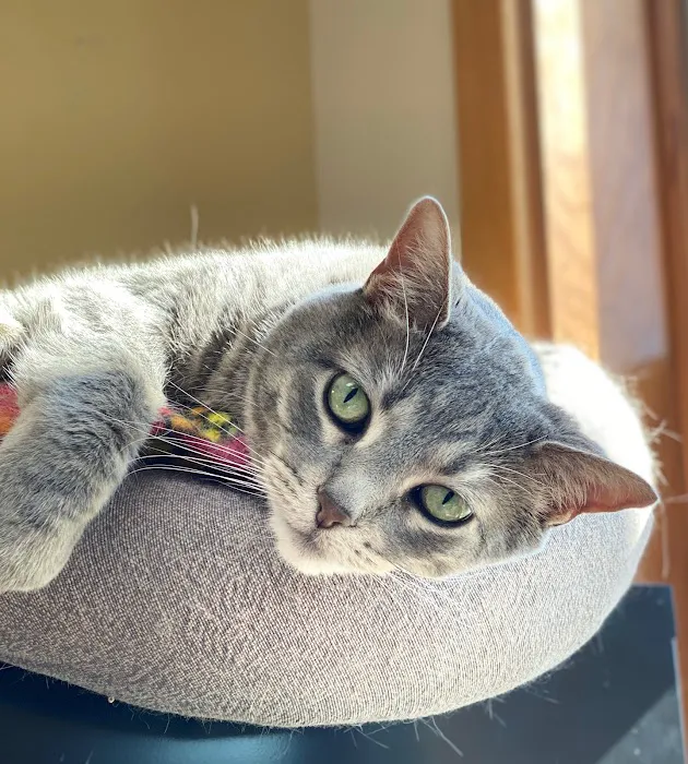Sauk Prairie Small Animal Hospital and Shamrock Pet Resort 5