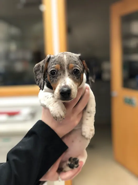Sauk Prairie Small Animal Hospital and Shamrock Pet Resort 9