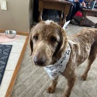 Pardeeville Veterinary Hospital ico