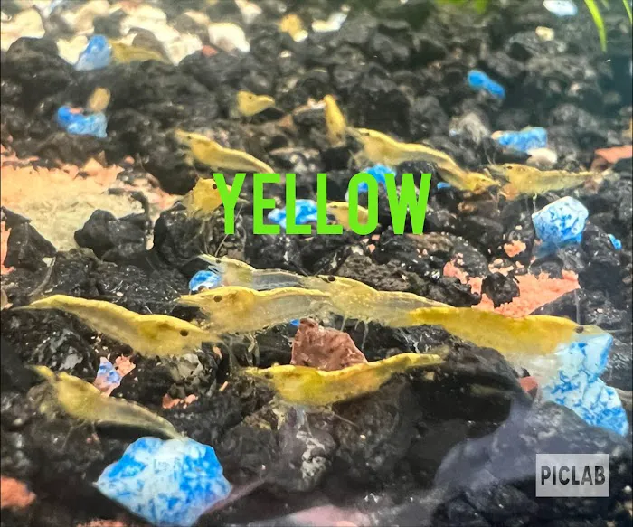 Granite City Aquaria 7