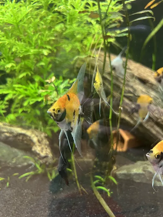 Granite City Aquaria 2