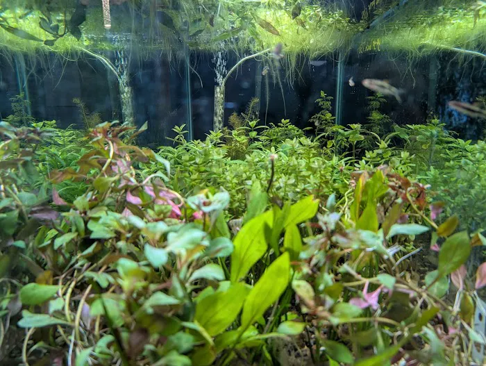 Granite City Aquaria 1
