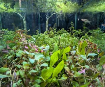 Granite City Aquaria