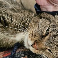 Portage Veterinary Clinic ico