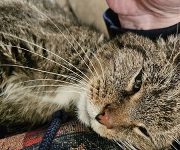 Portage Veterinary Clinic