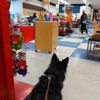 Petco ico
